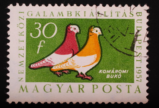 Hungary  1957: Postage stamp image of two colorful pigeons