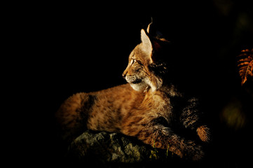 Naklejka premium Eurasian lynx