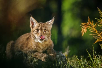 Behangcirkel Eurasian lynx in forest © Stanislav Duben