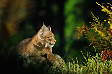 Fototapeta premium Eurasian lynx in forest