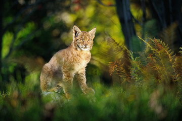 Naklejka premium Eurasian lynx in forest