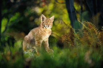 Crédence de cuisine en verre imprimé Lynx Lynx eurasien en forêt
