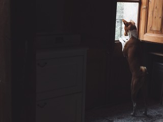 Dog is looking in window