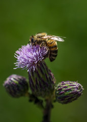 Bee and thistle