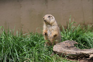 Marmot stood in a ridiculous position