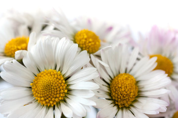 daisy flowers - 76331328