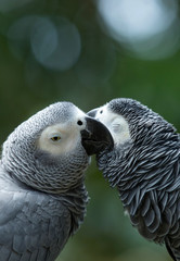 Macaws parrots