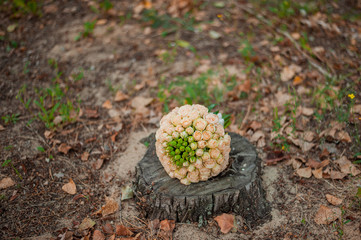 wedding bouquet
