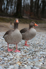 Graugänse