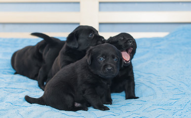 little black Labradors