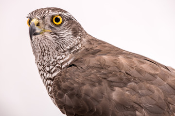 Fanciers hawk