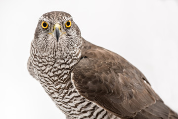 Fanciers hawk