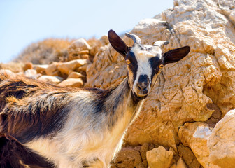 Young cute wild goat in Amorgos island in Greece