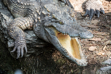 Closeup of the crocodile.