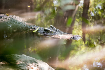 Crocodile with head above water.