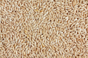 Barley seeds background
