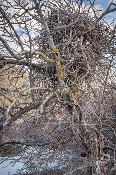 Magpie Nest