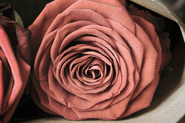 Rose Bouquet Macro - Vintage