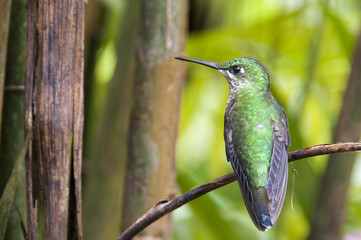 Fototapeta na wymiar Kolibri