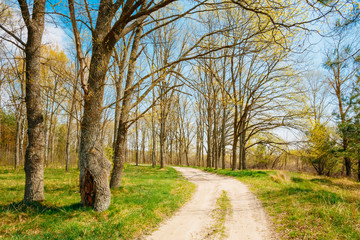 Fototapeta premium Spring Season In Park. Green Young Grass, Trees On Blue Sky Back
