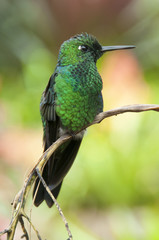 Kolibri
