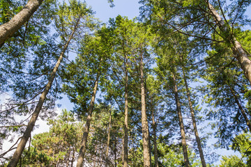 Low Angle View of Trees