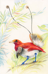 Drawing of beautiful bright bird and flowers