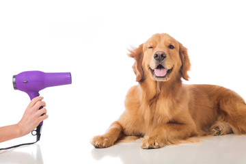Grooming Dog