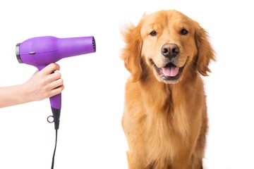Photo sur Plexiglas Anti-reflet Chien Toiletteur brushing chien golden retriever