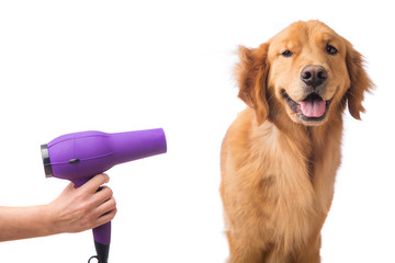 Blow drying golden retriever dog