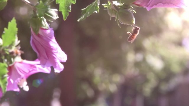 Working bee surrounded by flowers