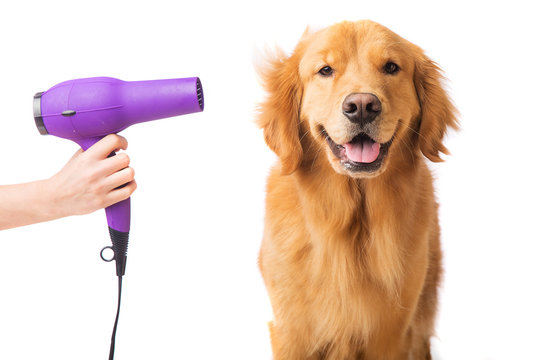 Groomer blow drying golden retriever dog