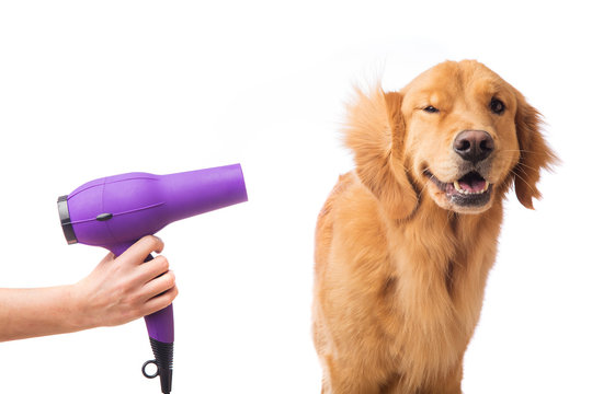 Grooming Dog