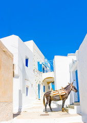 mule sitting in the street in Langada in Amorgos island Greece - 76335961