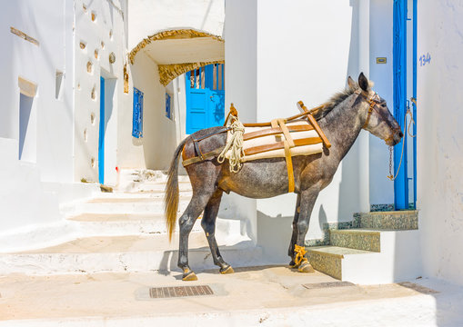 mule sitting in the street in Langada in Amorgos island Greece