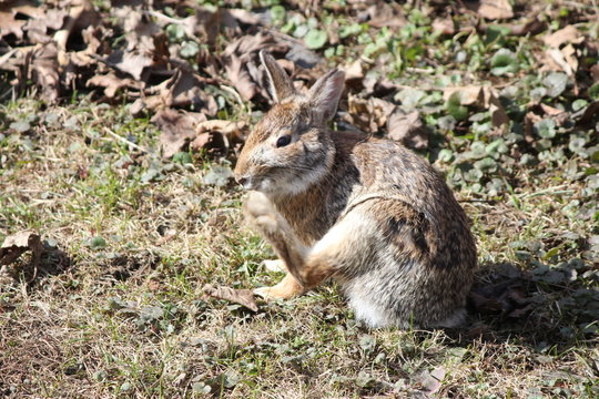 Rabbit, Eastern Cottontail