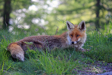 lying fox in the forest