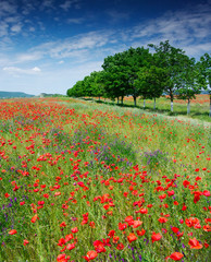 Маковое поле