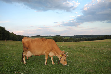 Jersey cows grazing on a summer pasture