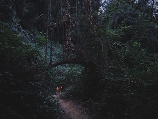 Dog waits you on the narrow path in forest