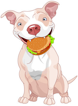 Naklejki Pit Bull Dog Eats Hamburger