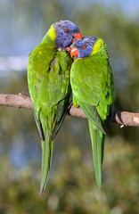 Australian lorikeets preening