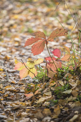 Reddened autumn leaves
