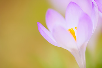 Naklejka premium Krokus