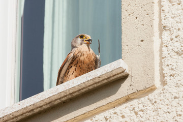 Turmfalke mit Beute