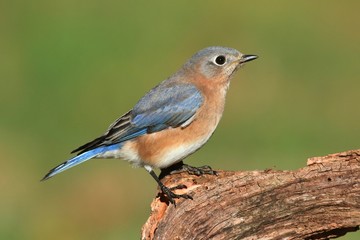 Fototapeta premium Female Eastern Bluebird