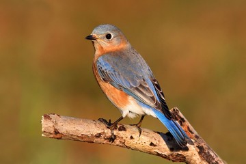 Female Eastern Bluebird