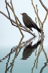 Blackbird female with water refections