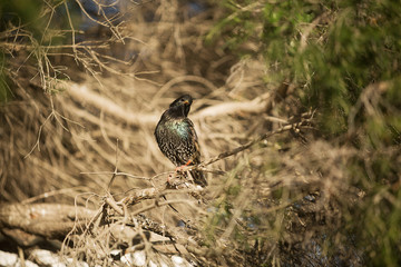 European Starlings