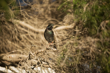 European Starlings